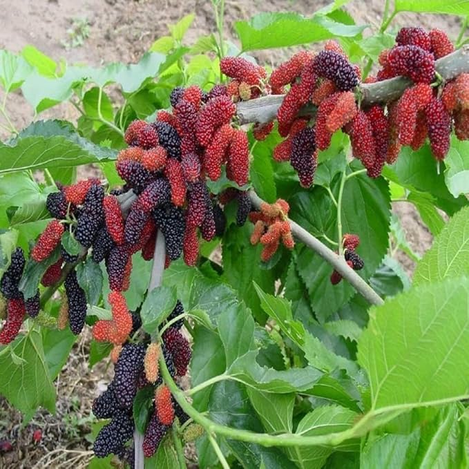 PLANT EXOTIC |Black & Red Colour Special Variety Mulberry/Shahtoot Plant Bearing Fresh&Healthy |Must-Have Sweet Layering/Grafted For Gardeners| Shatut Fruit Plant Live