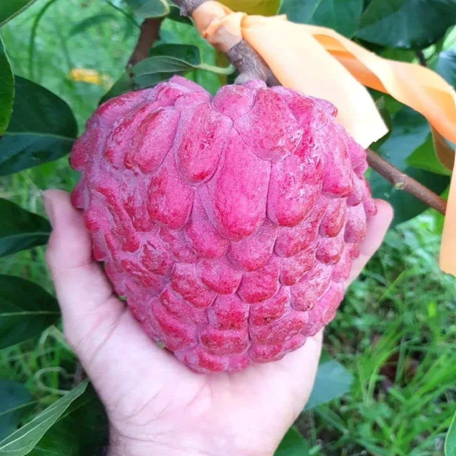 Red Sugar Apple (Sitafal) Live Plant
