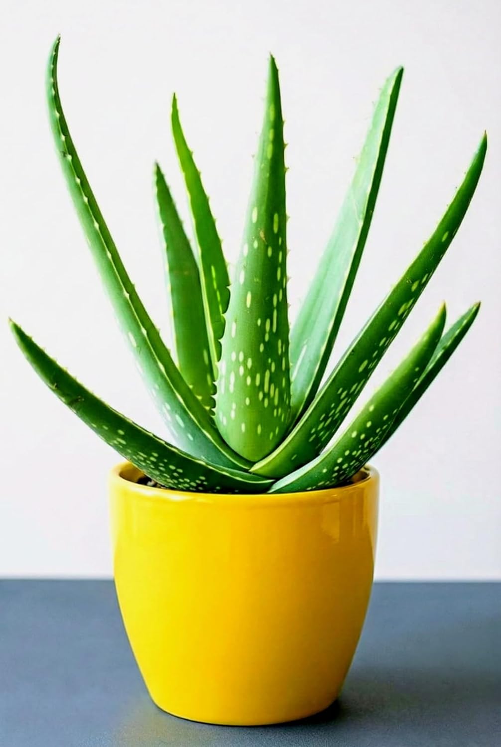 Aloe Vera Live Plant | Medicinal Indoor Outdoor Herbal Plant