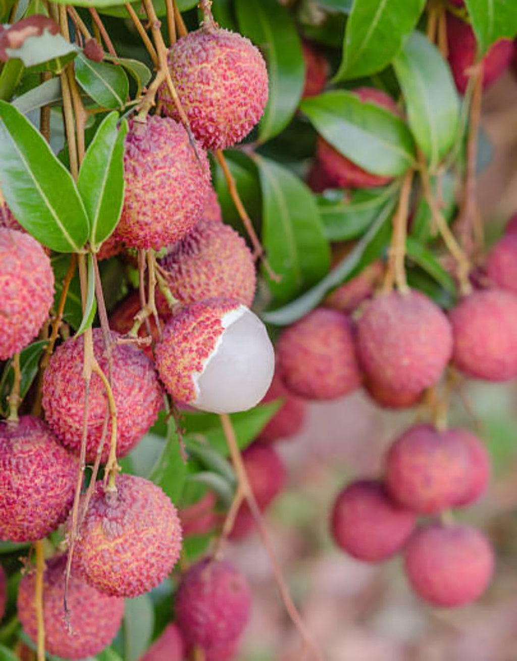 Thai Litchi Grafted Fruit Plant | Juicy Exotic Lychee Variety | Fast Growing Live Fruit Tree for Home Garden