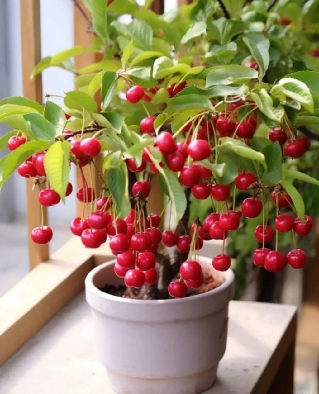 PlantExotic Sweet Barbados Cherry Fruit LIVE Plant