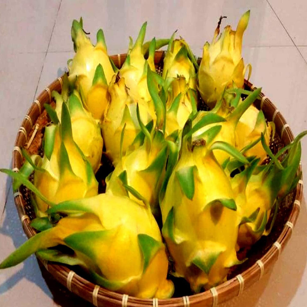 Dragon Fruit Combo (Pink + Yellow) Pack of 2