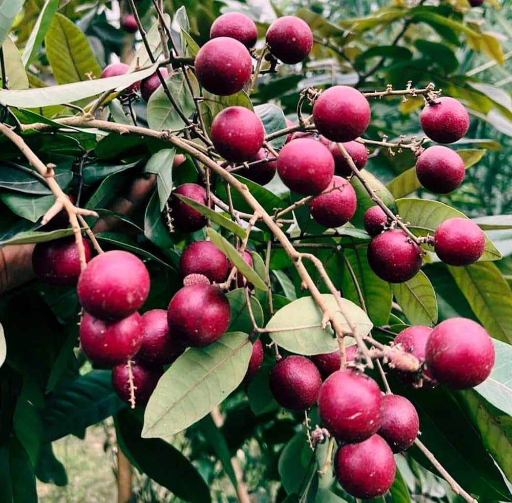 PlantExotic Sweet & Rare Thai Red Ruby Longan Grafted Live Plant
