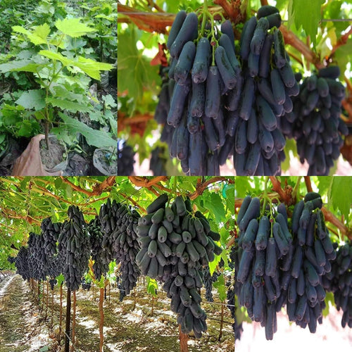 Black Sharad Seedless Grape Plant