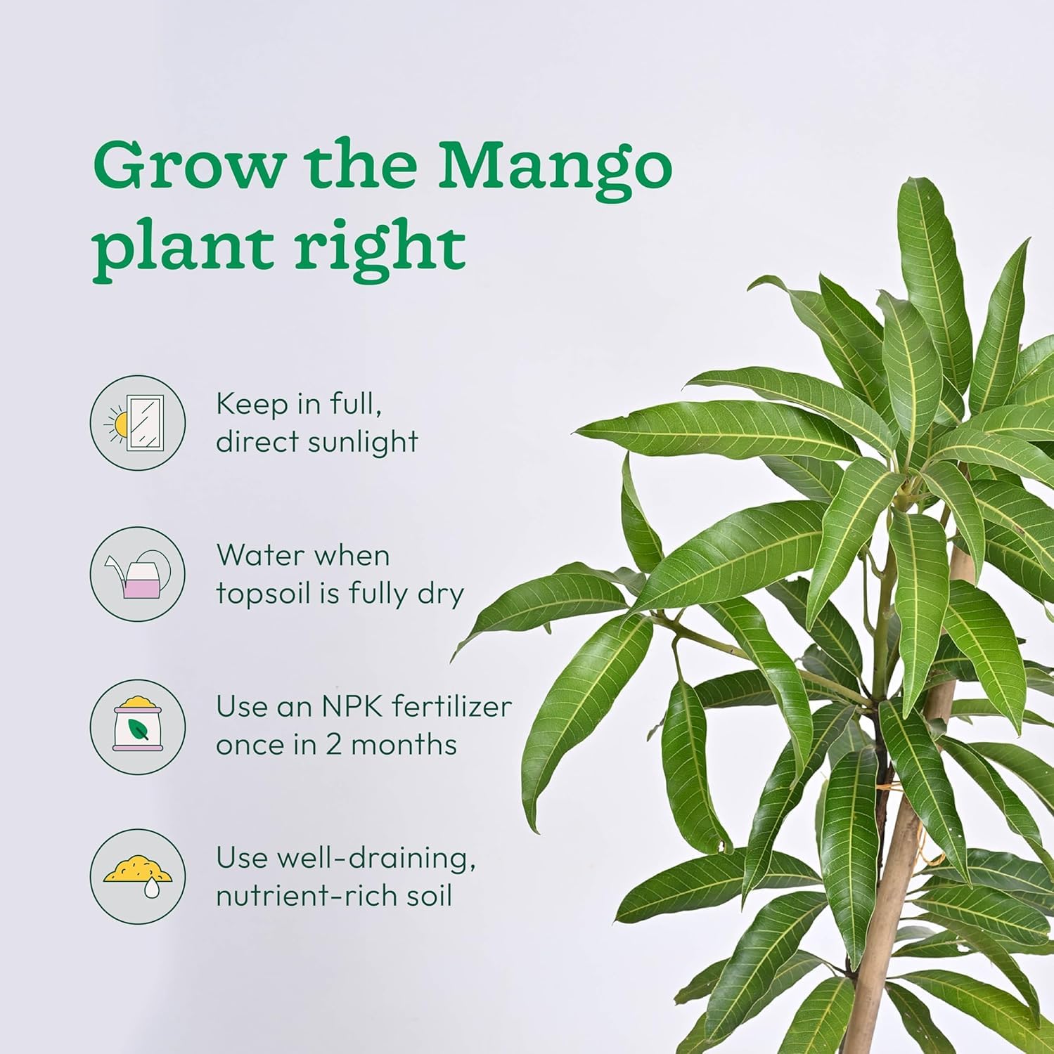 Thailand White Mango (Grafted) Live Plant