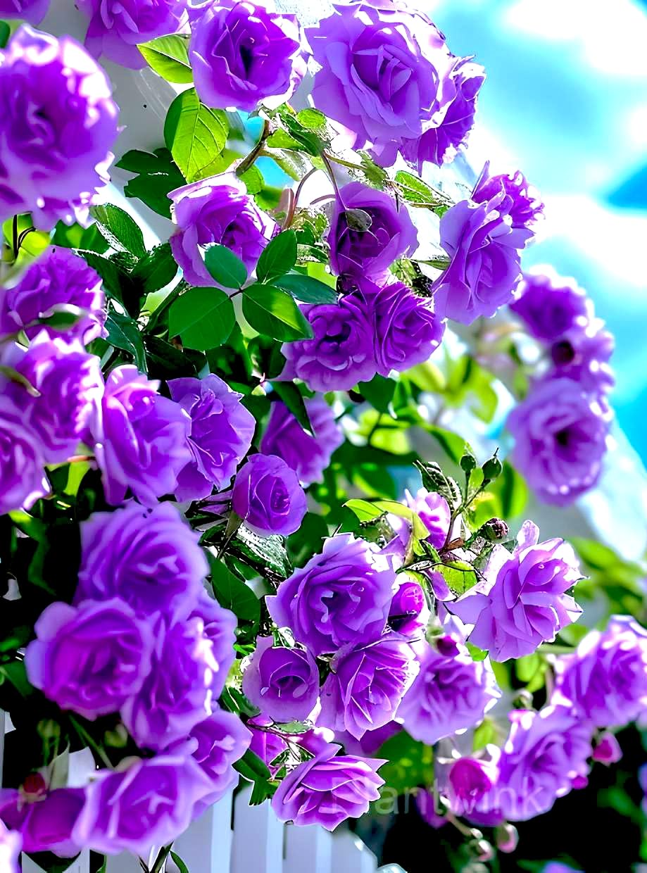 PlantExotic Climbing Rose Violet Live Plant