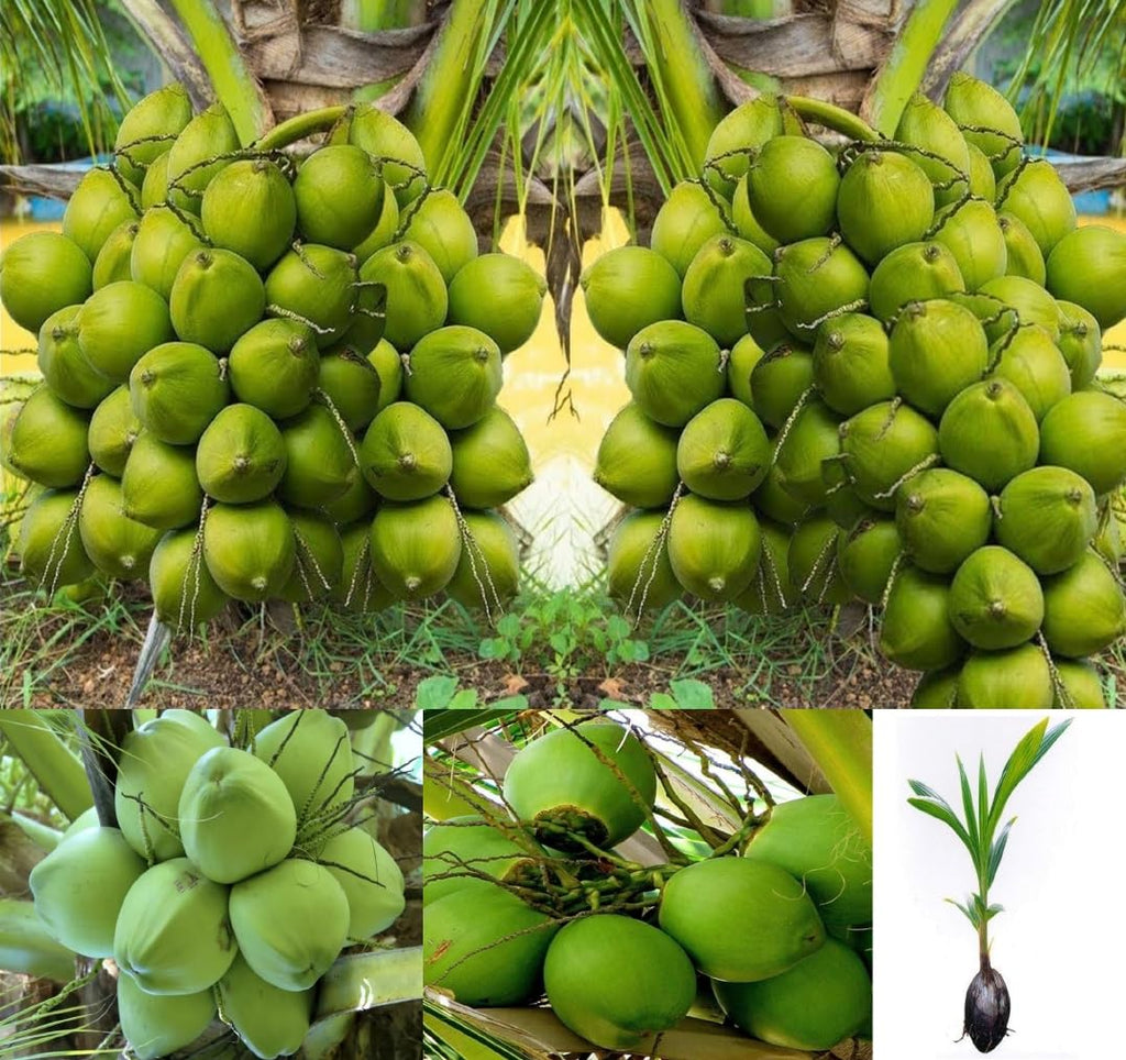 Dwarf Green Yellow Hybrid Coconut Plant