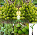 Dwarf Green Yellow Hybrid Coconut Plant
