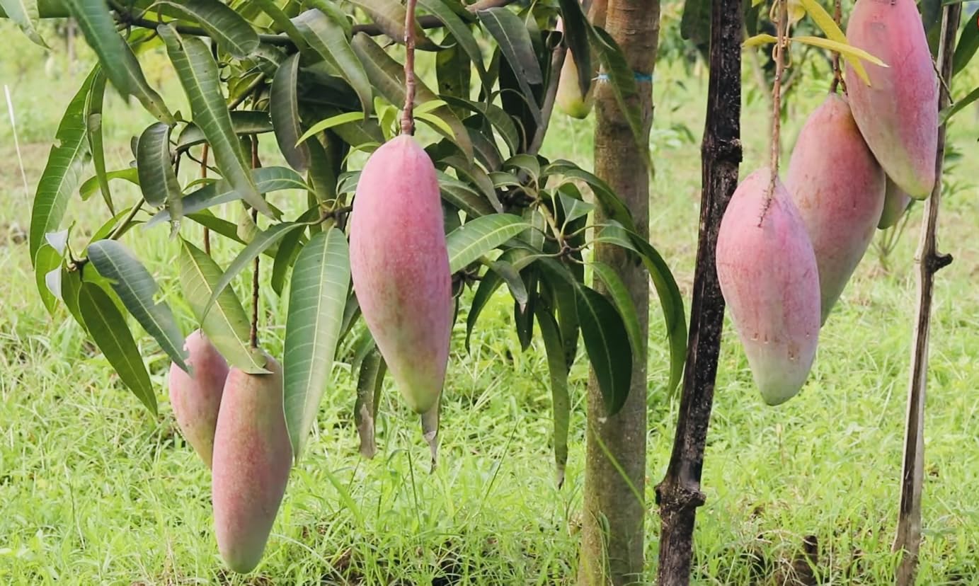 Thai Chiang Mai Mango (Grafted) Live Plant