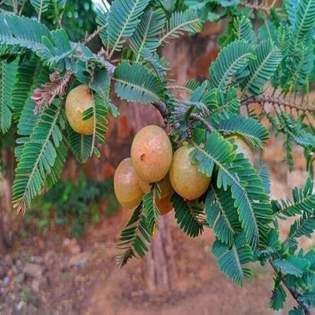 Red Gooseberry Amla (Thailand Variety Hybrid) Grafted Live Plant