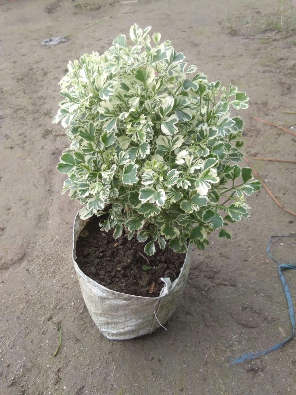 PlantExotic Variegated Aralia Miniature Indoor Live Plant