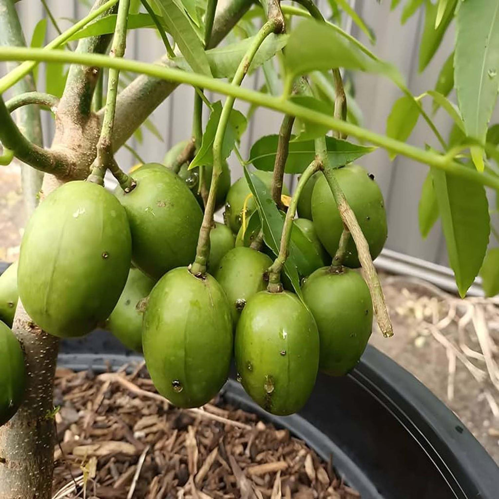 Hog Plum (Amra) Pack Of 1 Grafted