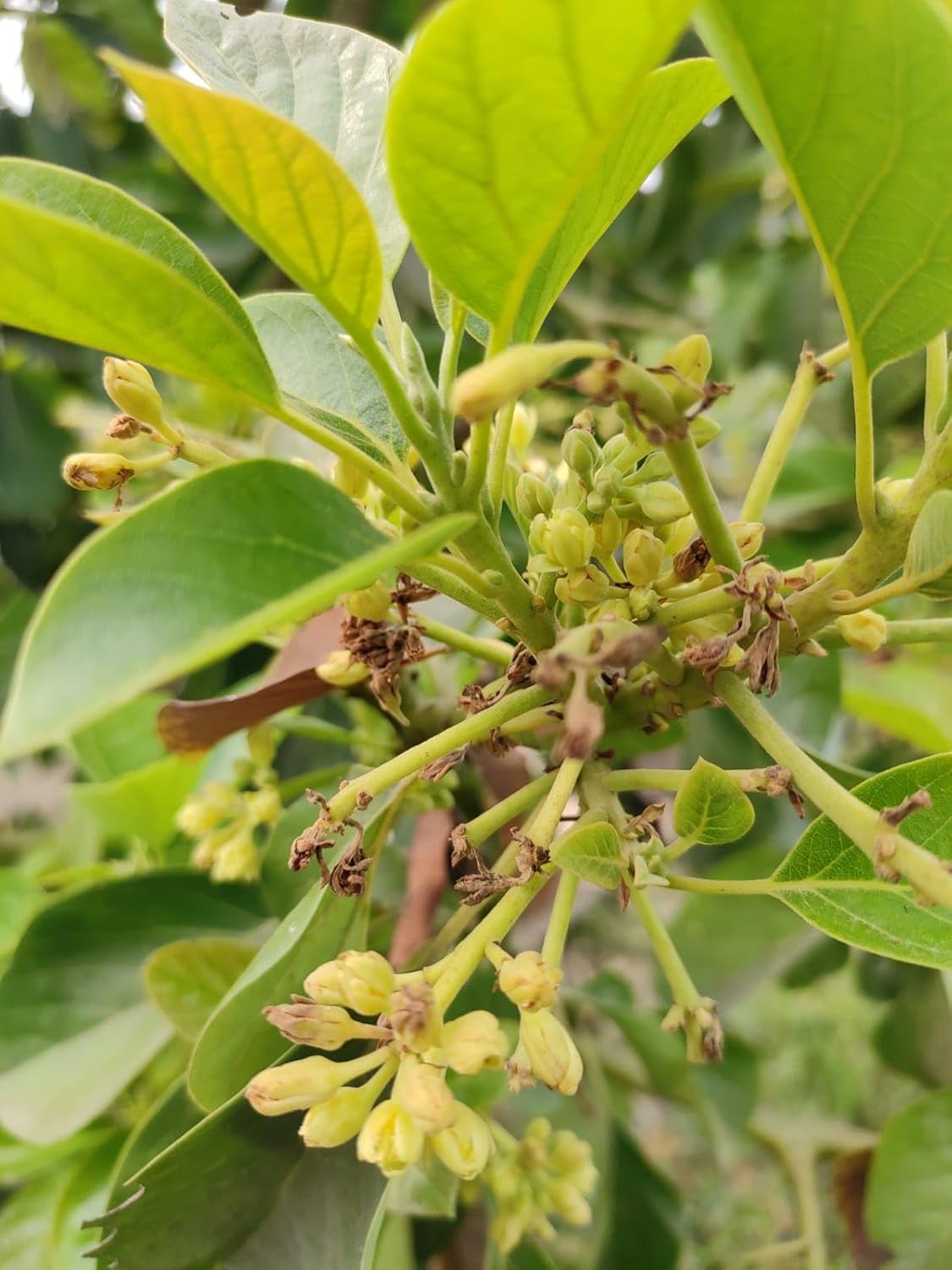 Avocado Grafted Fruit Plant | Healthy Hybrid Avocado Tree | Fast Growing Outdoor Live Plant for Home Garden