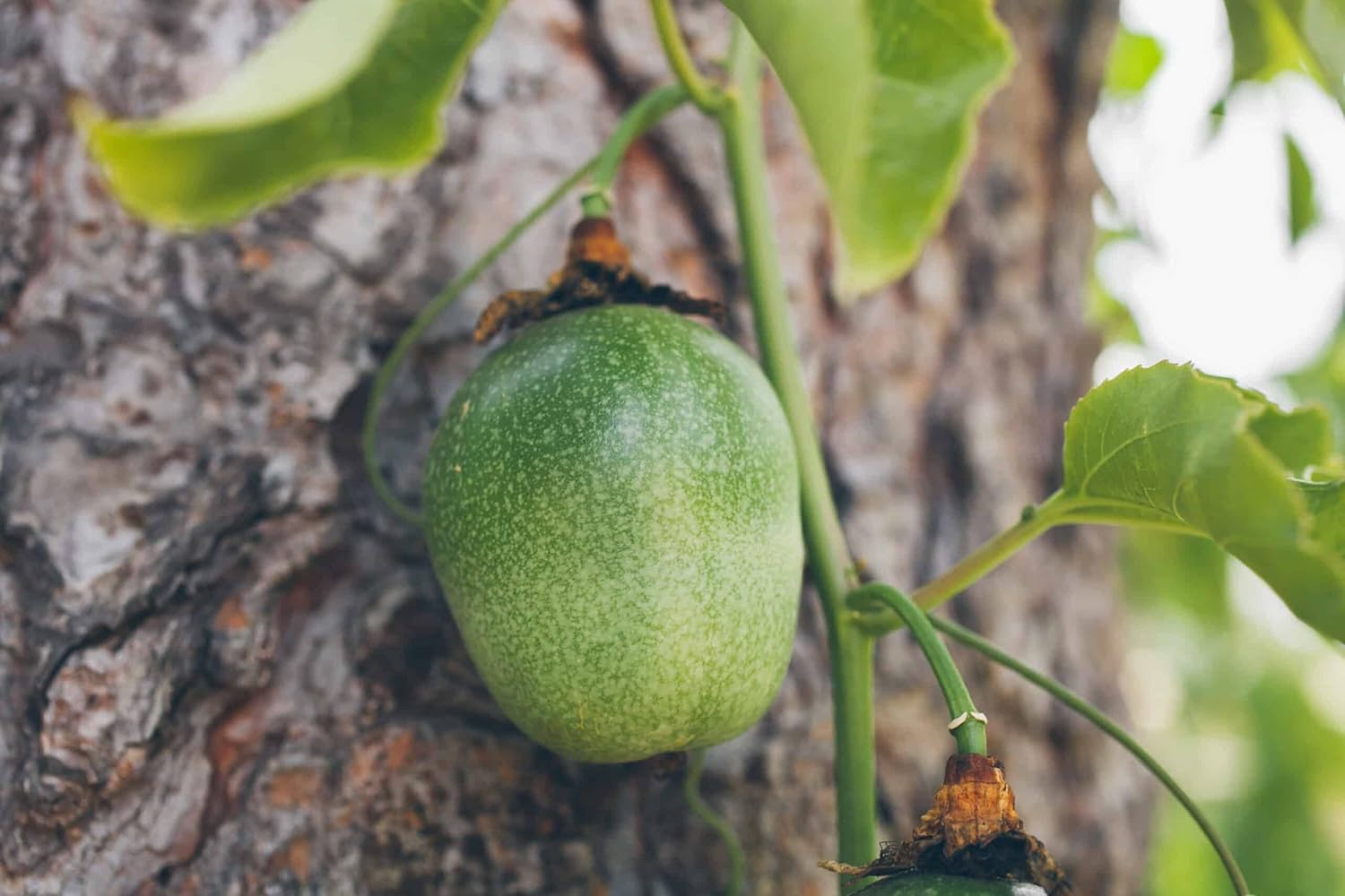 Yellow Passion Fruit Vine Live Plant
