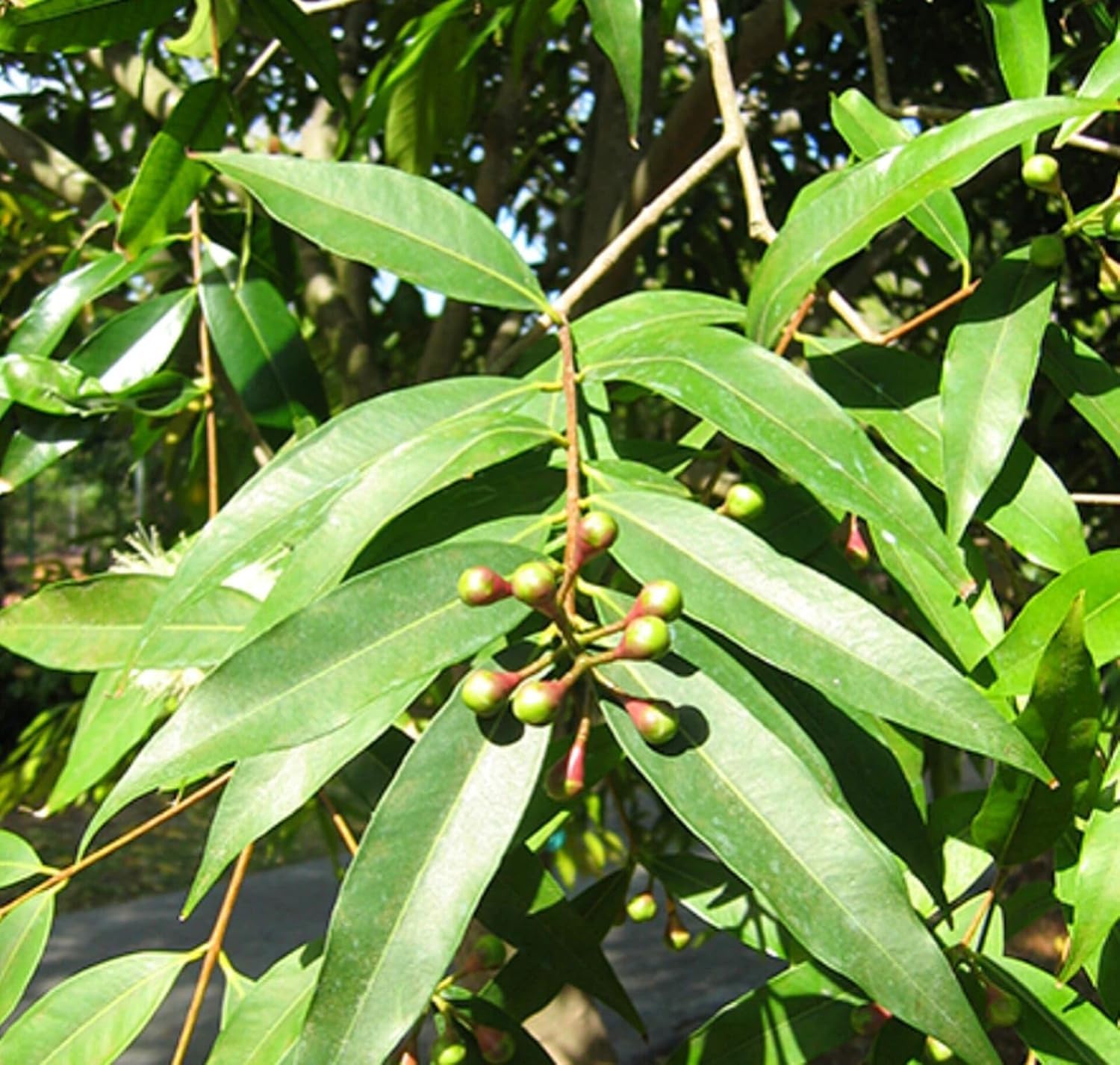 Rose Apple (Gulab Jamun) Plant