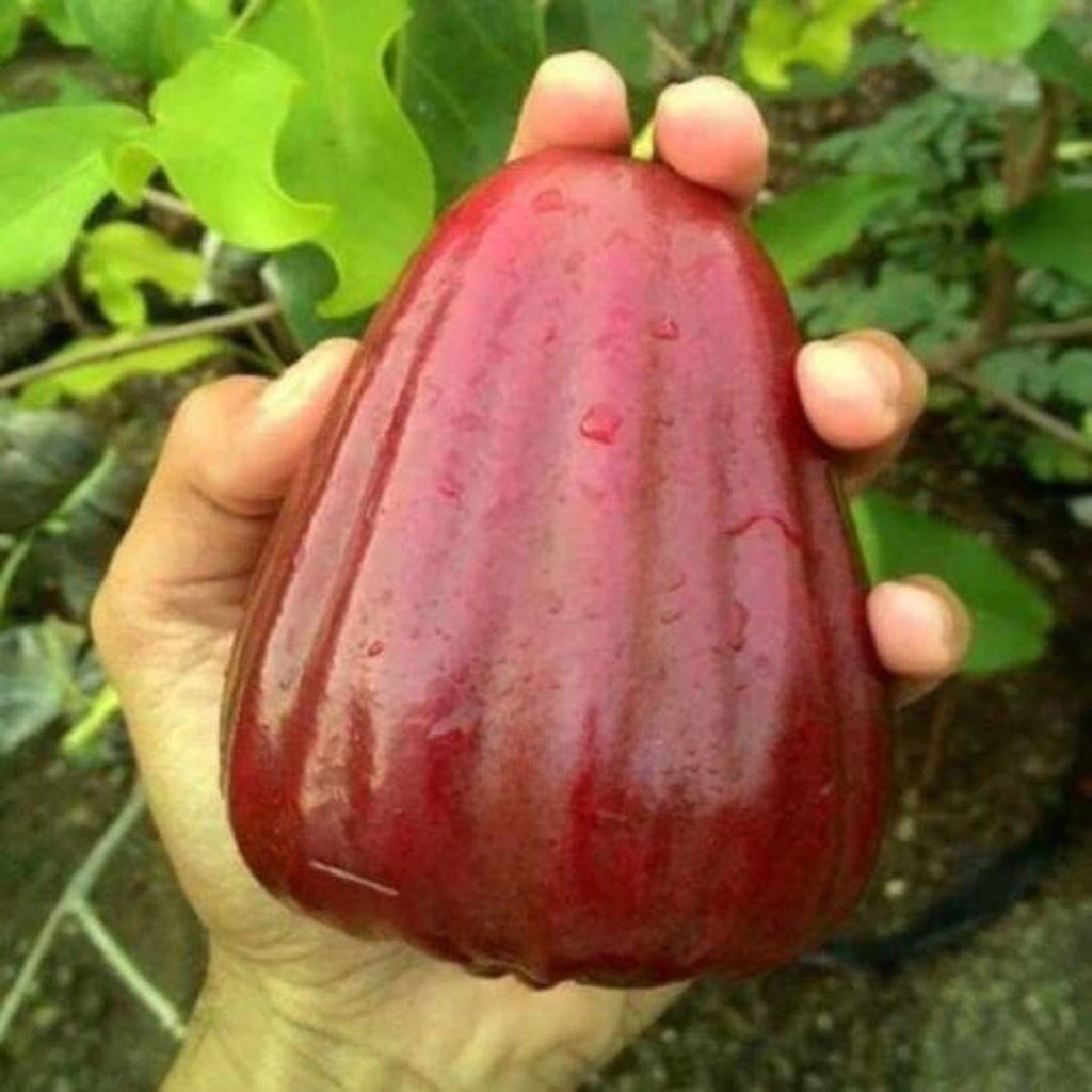 Red Java Water Apple Live  Plant (GRAFTED)