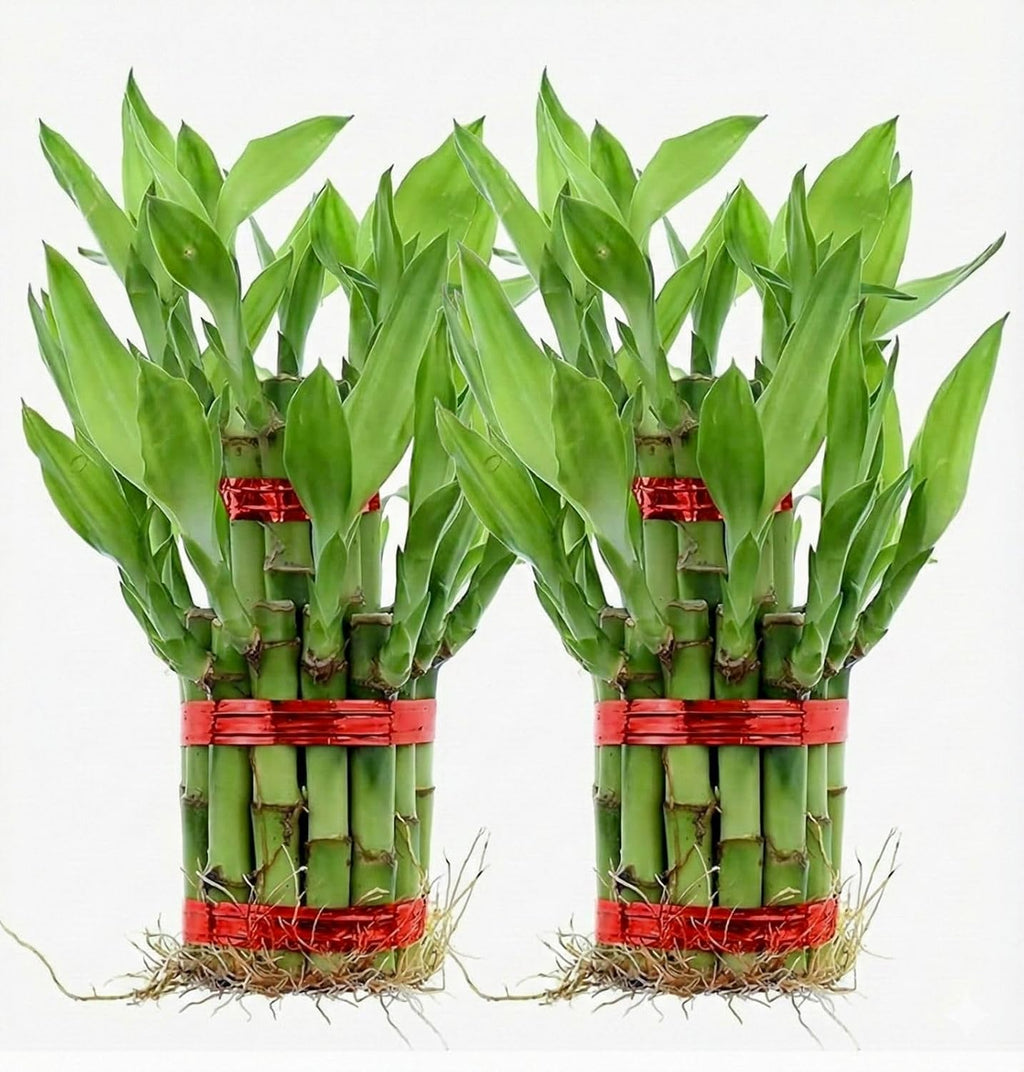 Lucky Bamboo 2 Layer Indoor Plant with Decorative Stones | Feng Shui Table Top Plant