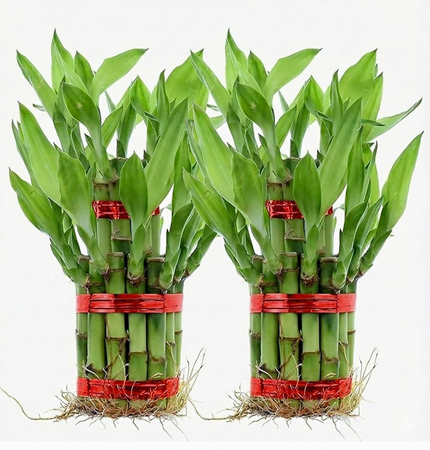 Lucky Bamboo 2 Layer Indoor Plant with Decorative Stones | Feng Shui Table Top Plant