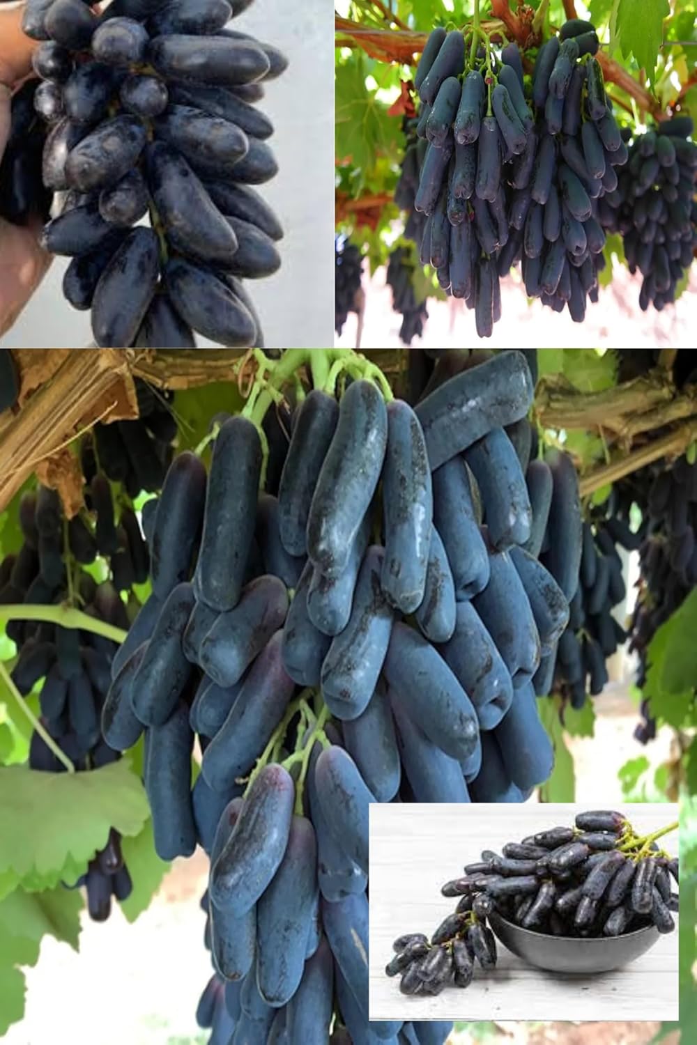Black Grape (Beauty Seedless) Grafted Plant