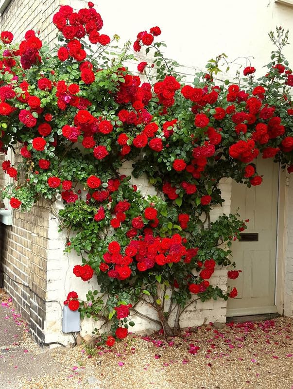 Climbing Rose Red