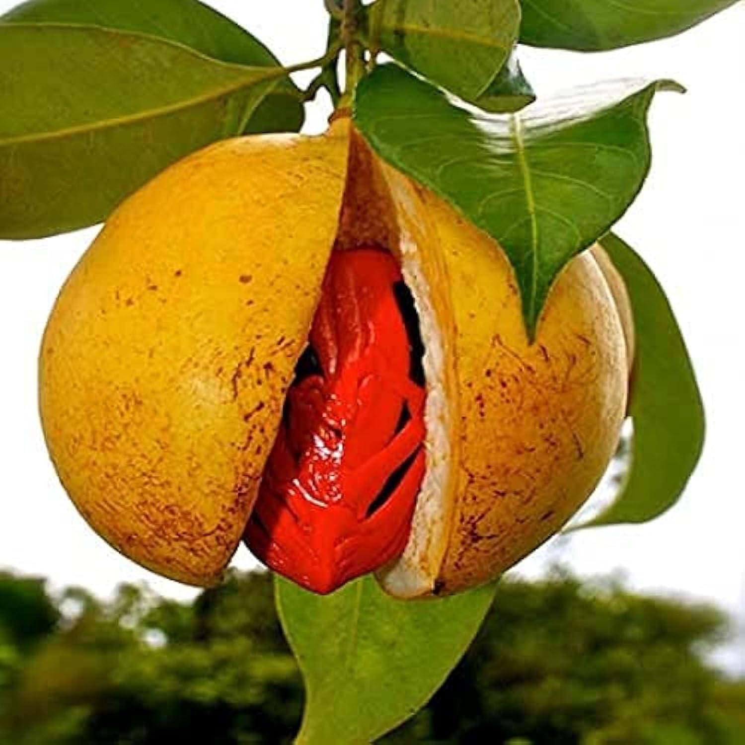 Nutmeg (Jaifal) Plant