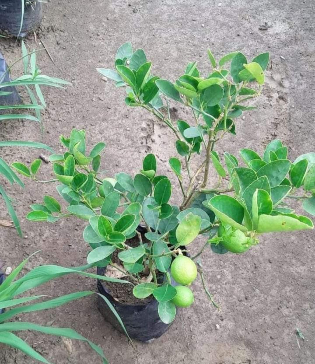 Thai Lemon (Guti Kolom/Air Layered)Live Plant