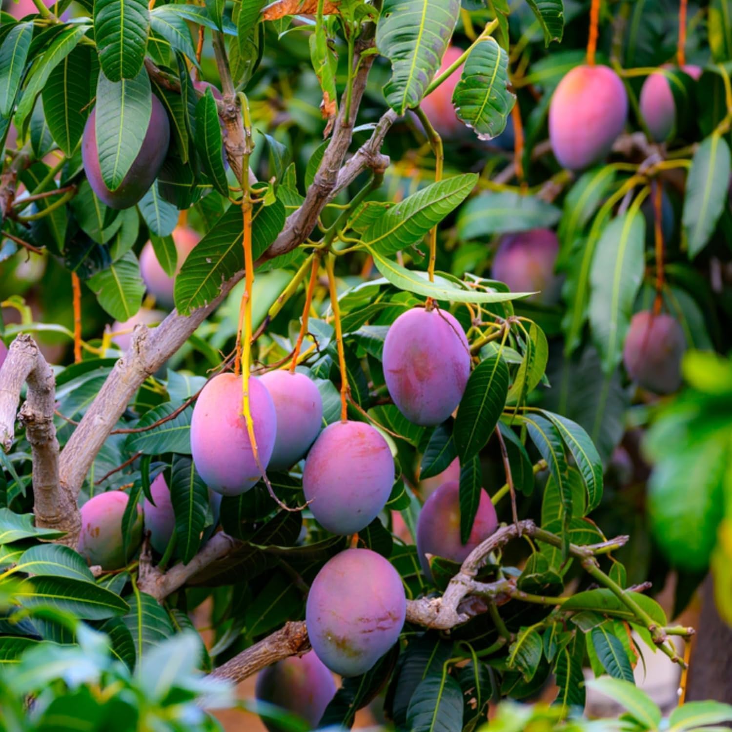 Purple Miyazaki Mango Grafted