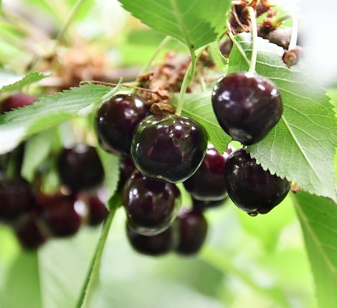 PlantExotic Black Cherry Fruit Tree Live Plant Seeding, 15-17inch Height -Prunus serotina, for Home and Garden Yards Planting