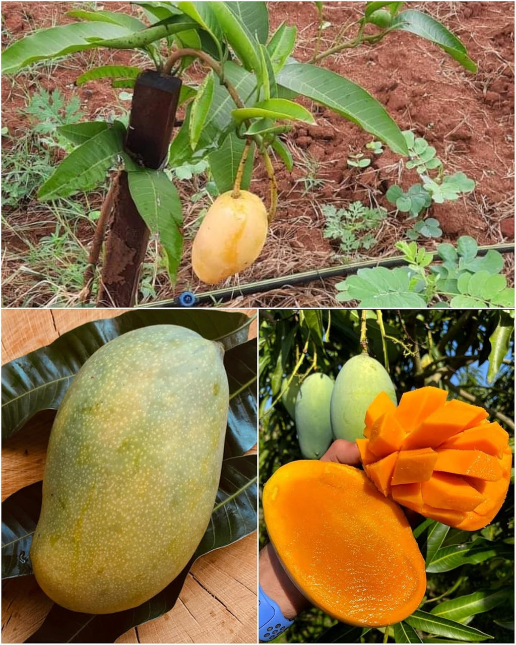 Mallika Mango Hybrid Live Plant | Banarasi (GRAFTED) Type