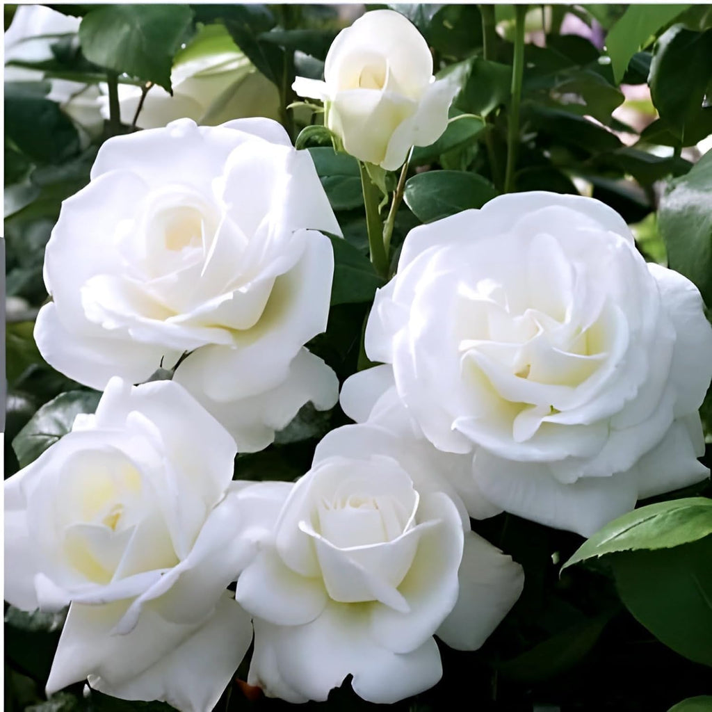 Climbing Rose White