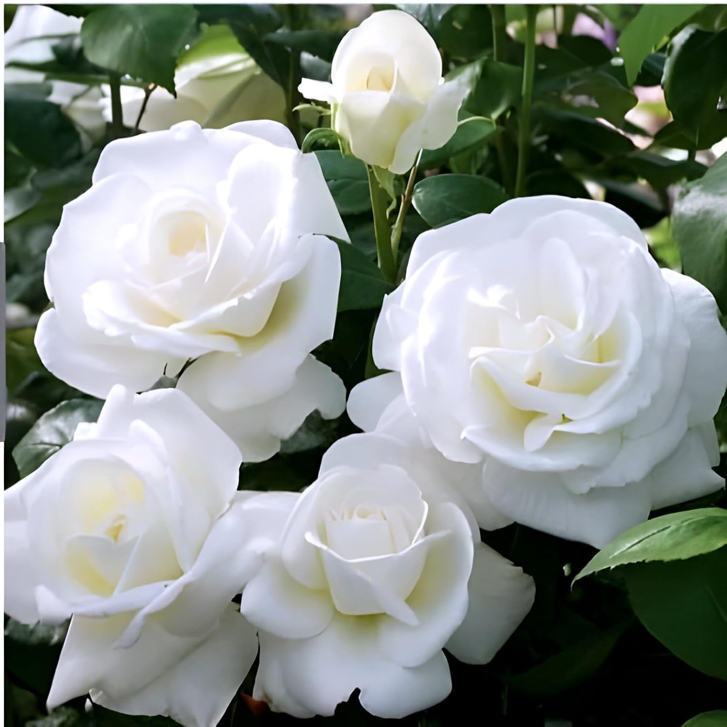 Climbing Rose White