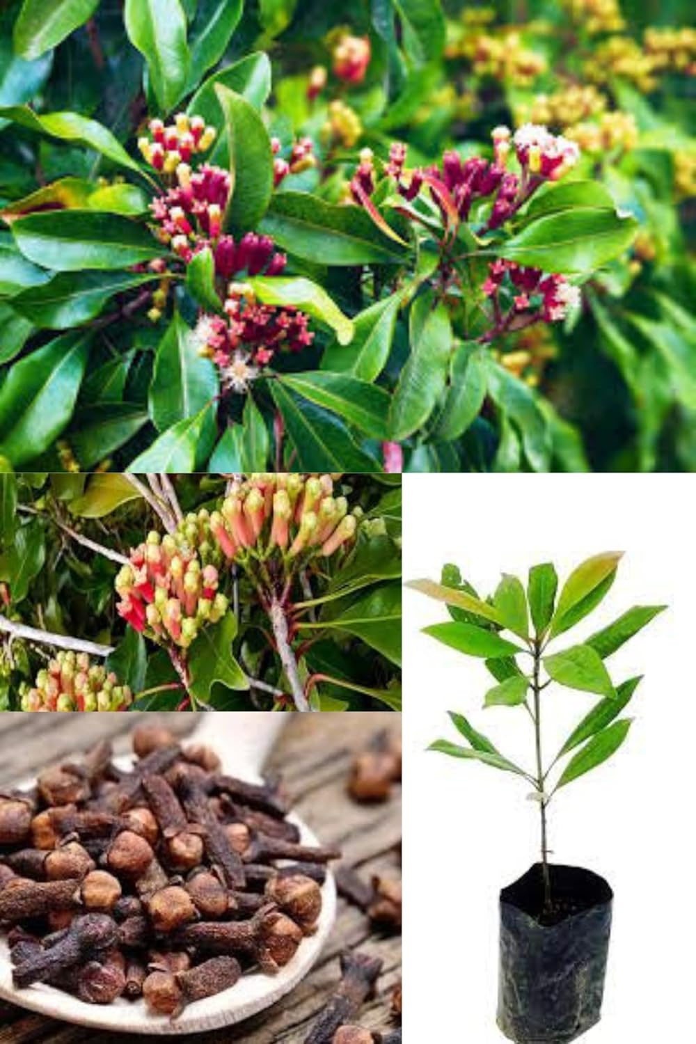Clove (Laung) Plant