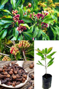 Clove (Laung) Plant