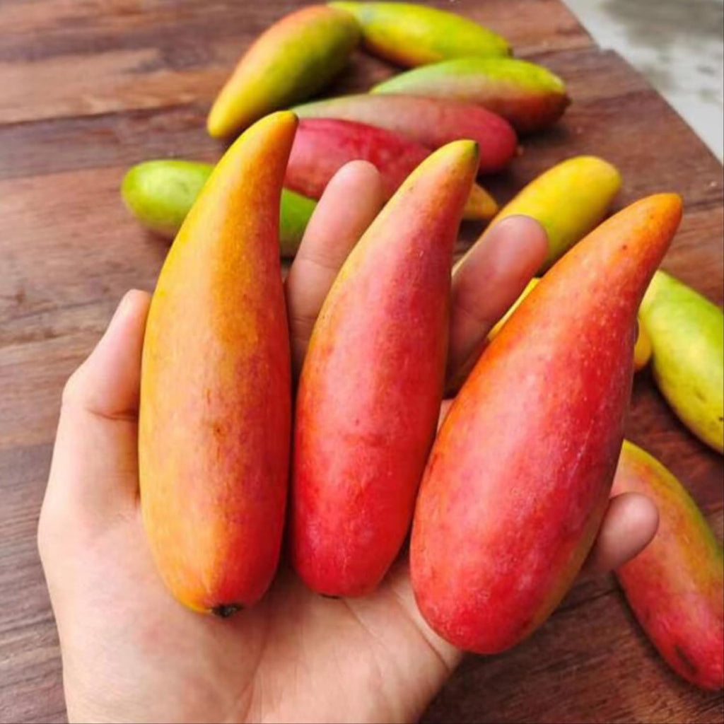 Chili Mango (Lajiao Red) Grafted Plant