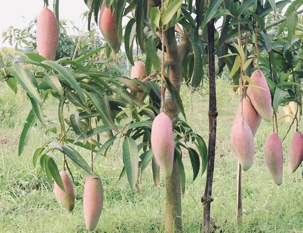 Thai Chiang Mai Mango (Grafted) Live Plant