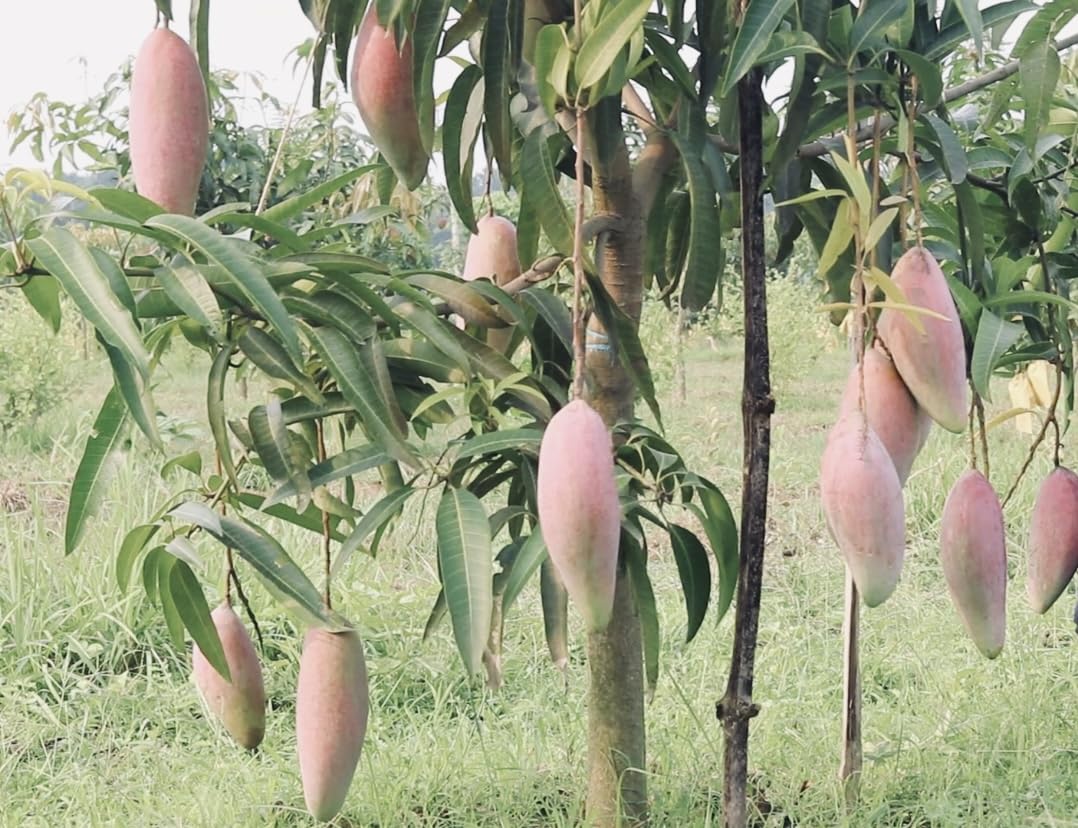 Thai Chiang Mai Mango (Grafted) Live Plant
