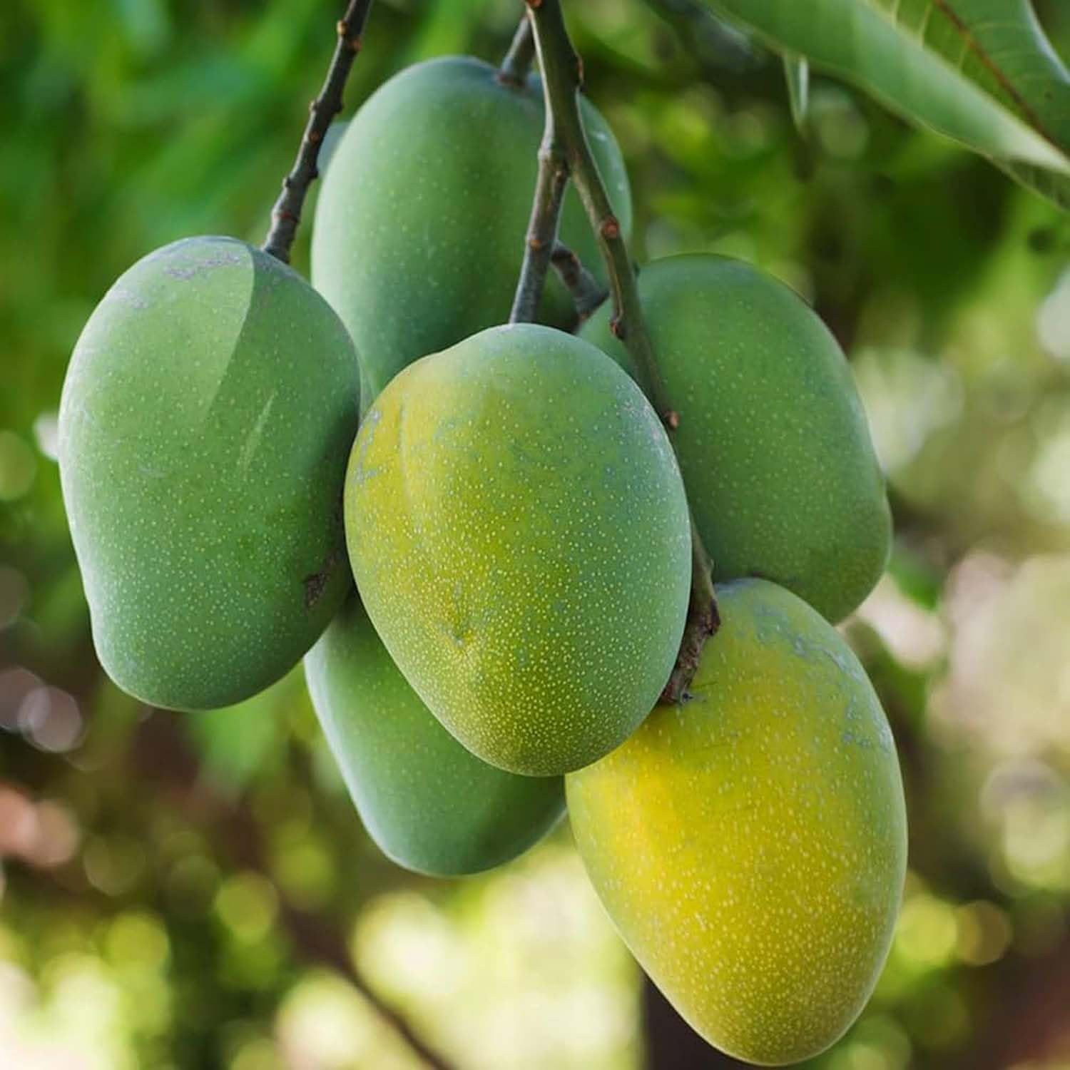 Khirsapati Mango Grafted Live Plant