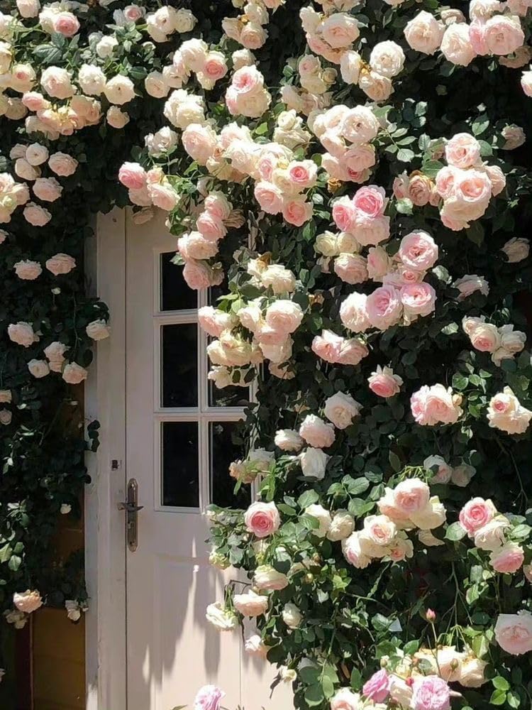 Climbing Rose Light Pink