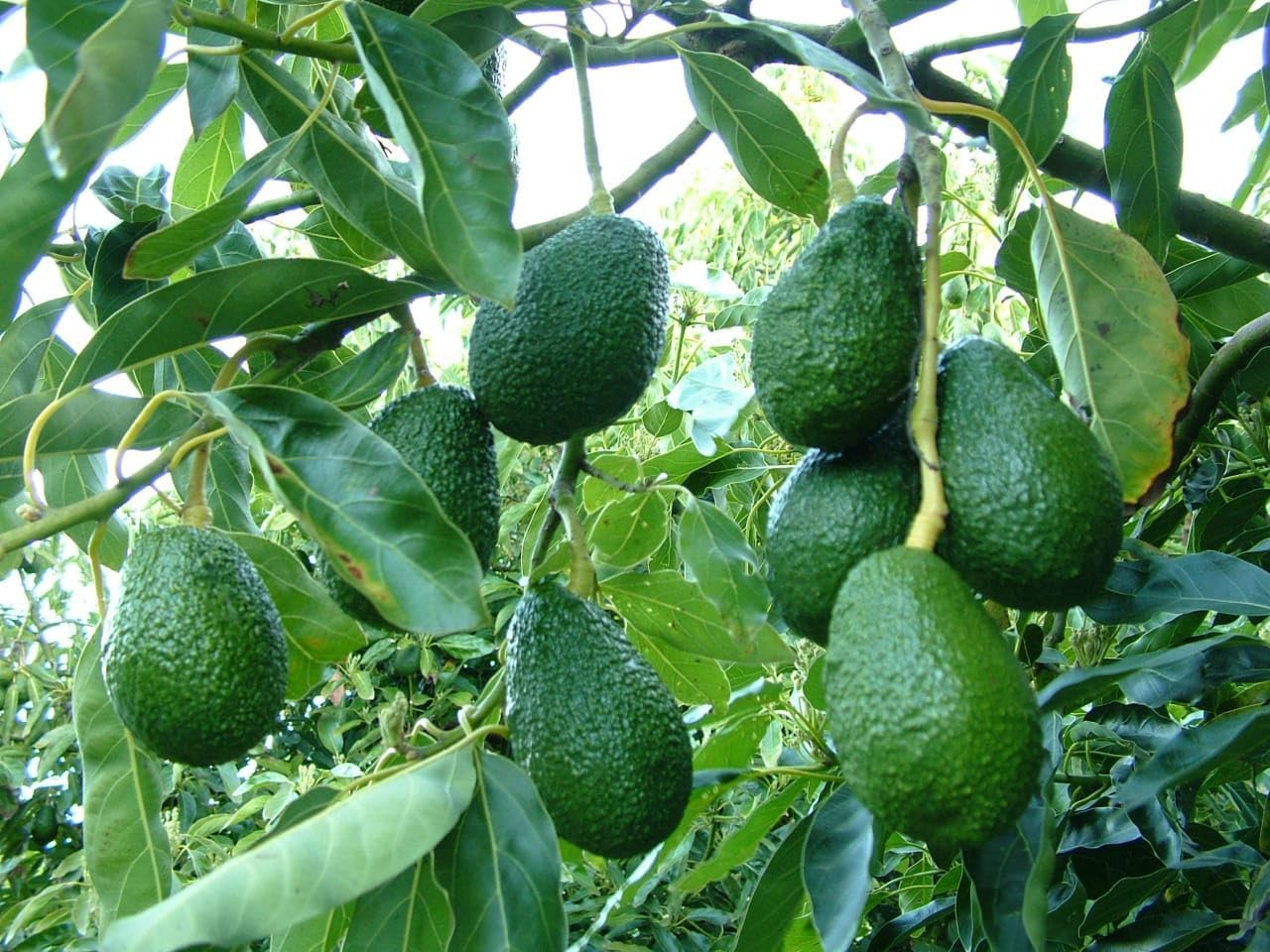 Rare Dwarf Hass Avocado Grafted Plant
