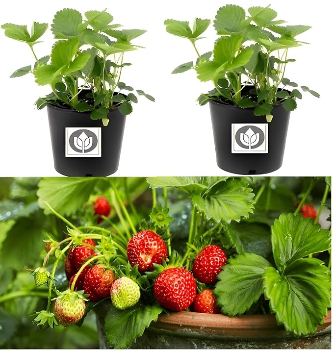 PlantExotic Red Strawberry Plant Thai Variety Healthy Live Plant With Grow bag Height 20-30 c.m for home gardening Pack Of -1