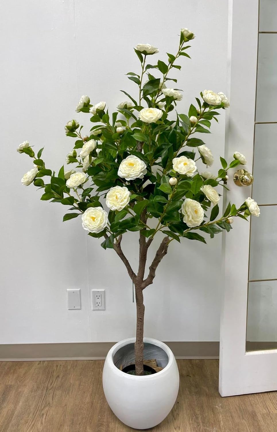 PlantExotic White Camellia (Camellia Japonica) Live Plant
