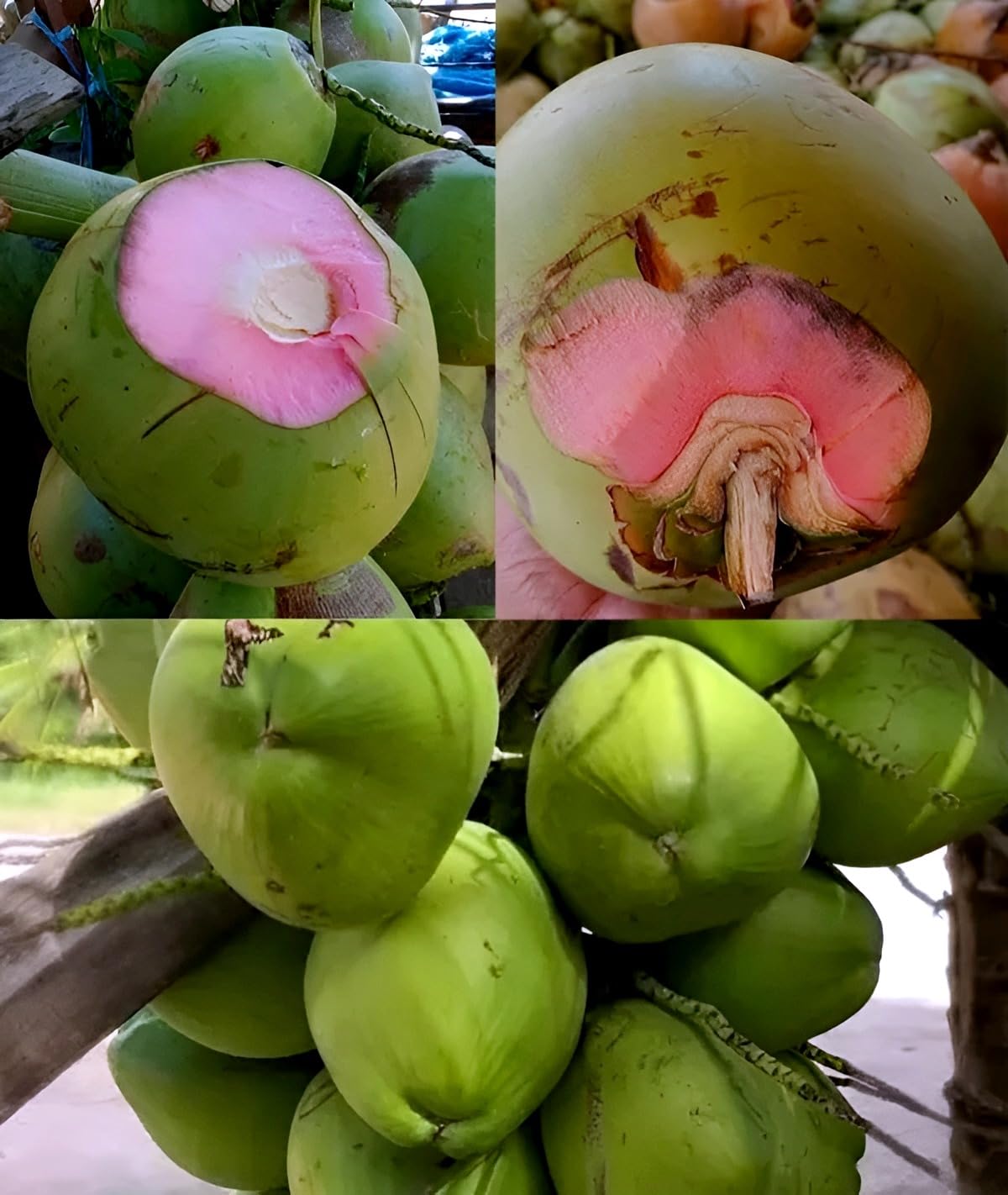 Pink Coconut Dwarf Hybrid Live Plant