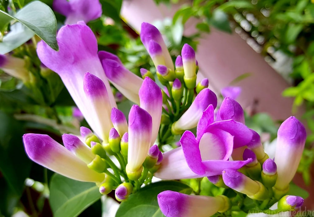 Garlic Vine (Mansoa alliacea)| Lasun vel/bel | Ajo sacha | Amethyst vine | Wild garlic | Forest garlic | Pack of 1