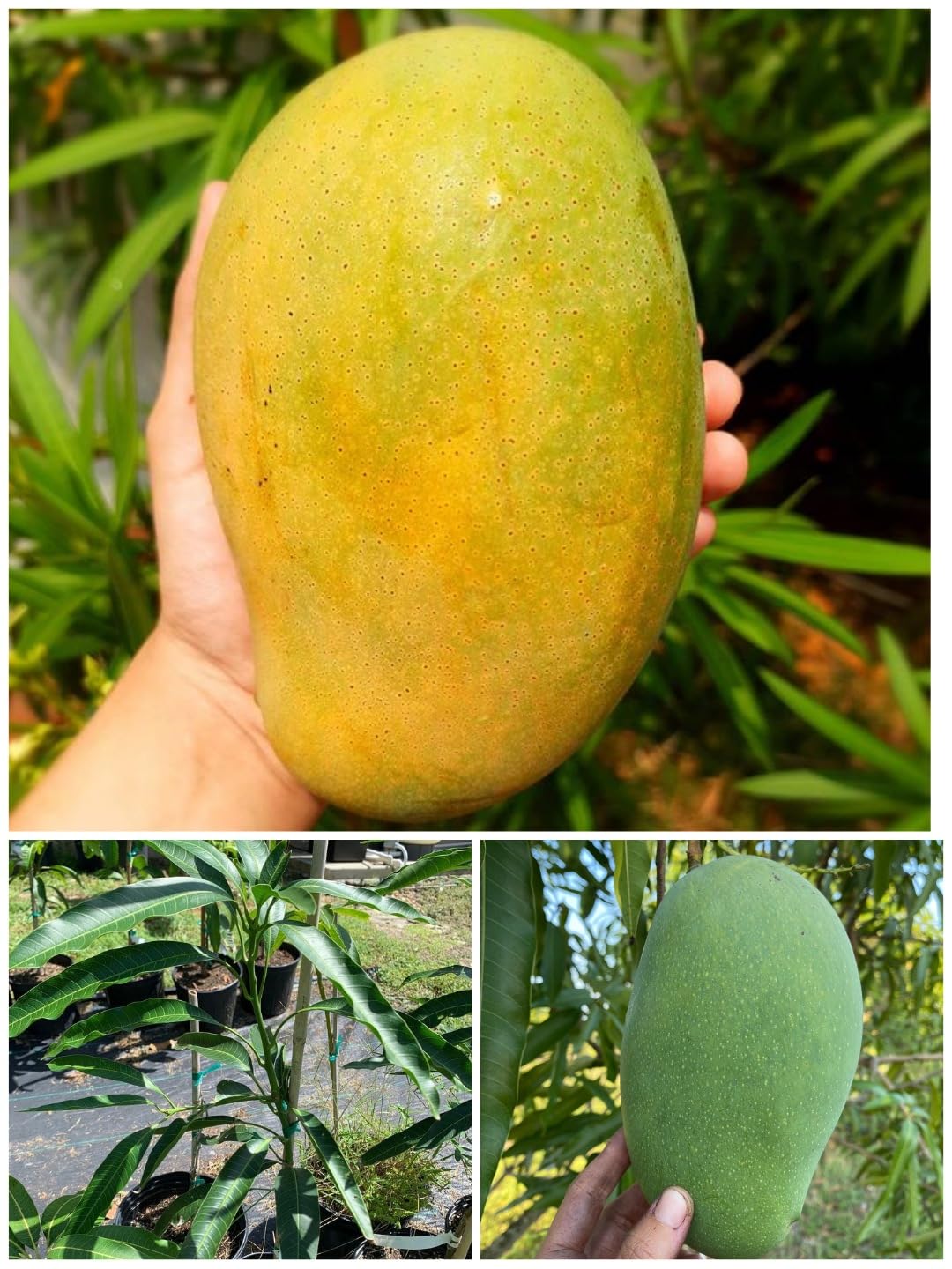 Mallika Mango Hybrid Live Plant | Banarasi (GRAFTED) Type