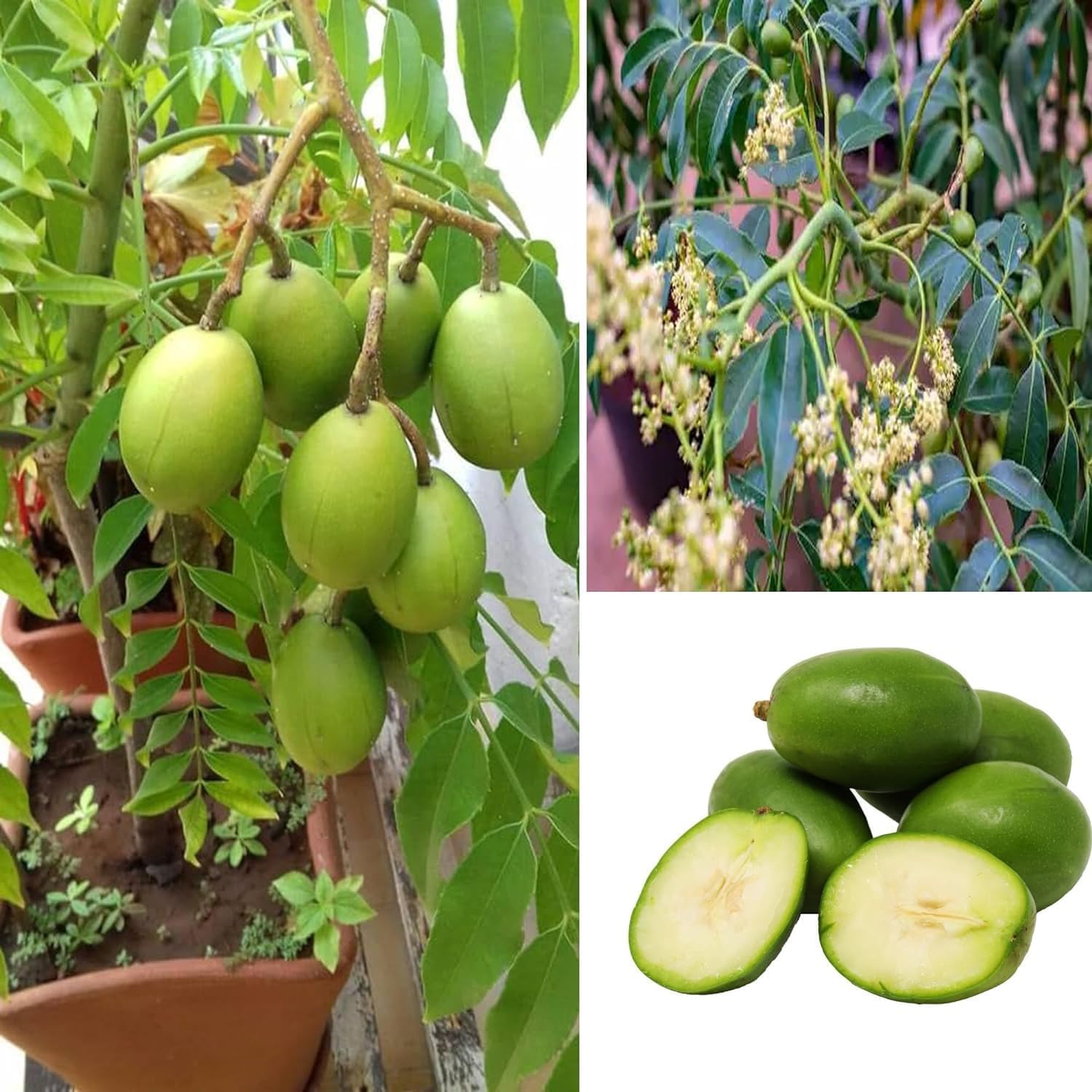 Hog Plum (Amra) Pack Of 1 Grafted