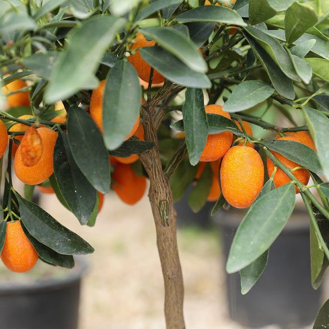 Kumquat Orange + Malta Combo (Pack of 2)