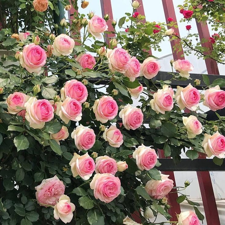 Climbing Rose Pinkish White