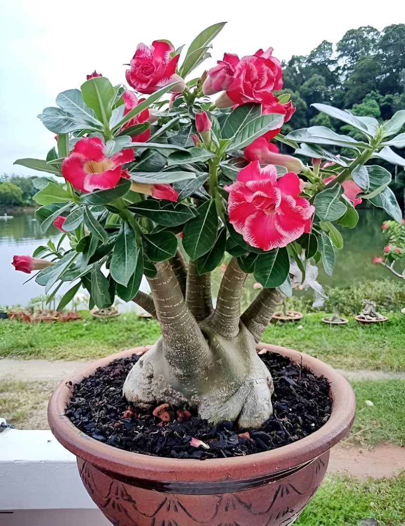 Adenium Live Plant Combo Pack of 4 | Desert Rose Grafted Flowering Plants