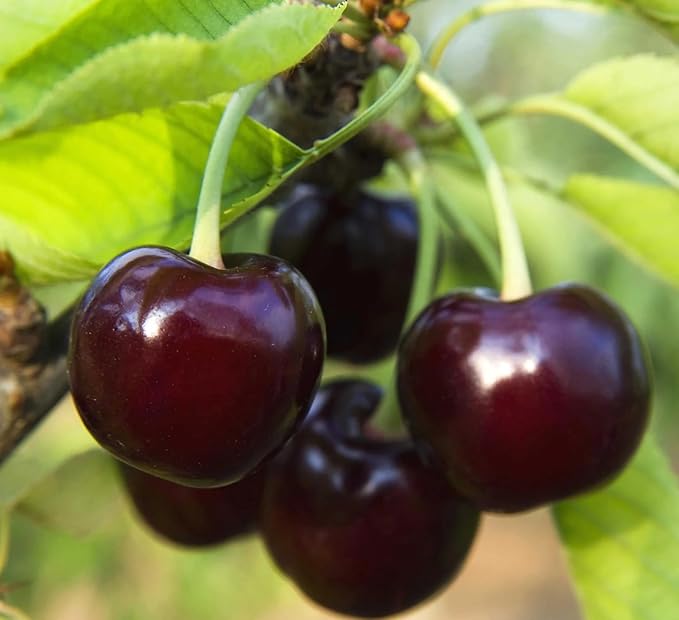 PlantExotic Black Cherry Fruit Tree Live Plant Seeding, 15-17inch Height -Prunus serotina, for Home and Garden Yards Planting