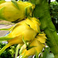 Israeli Yellow Dragon Fruit (Pack of 2)